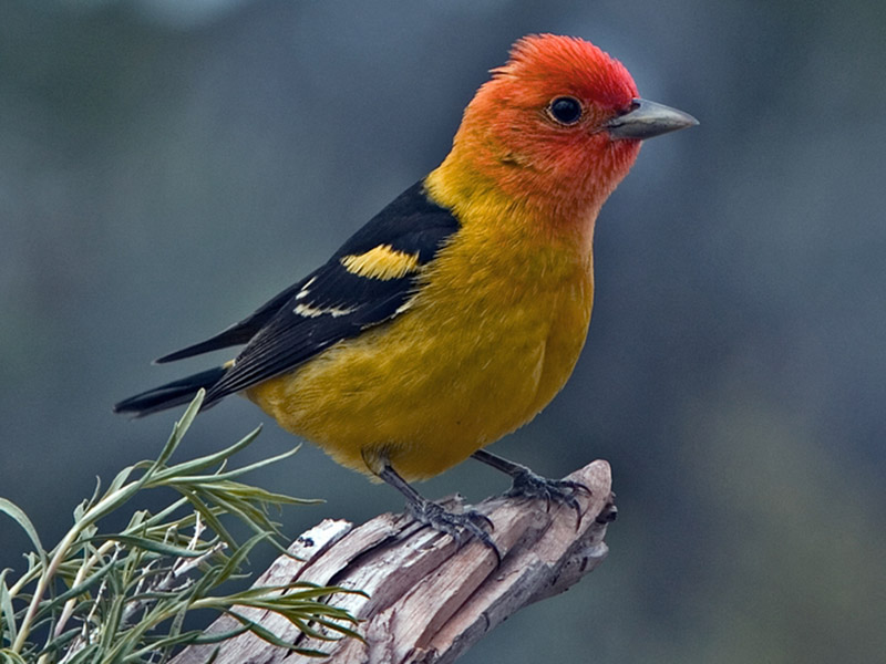 Birds of The World Cardinals and Tanagers (Cardinalidae)